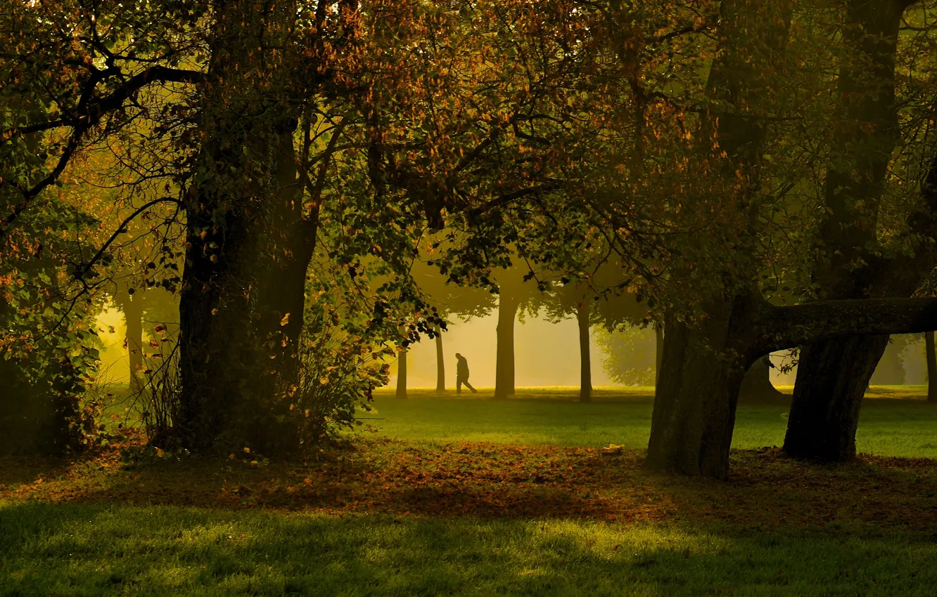 Photo wallpaper grass, trees, park, autumn, fog, man, shadows, sunlight