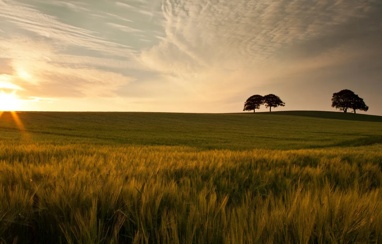 Photo wallpaper field, summer, the sky, the sun, clouds, rays, trees, dawn