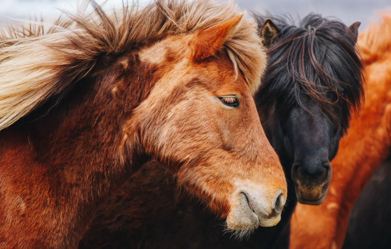 Photo wallpaper crows, horse, nature, chestnut, profile, pair, Icelandic, horse