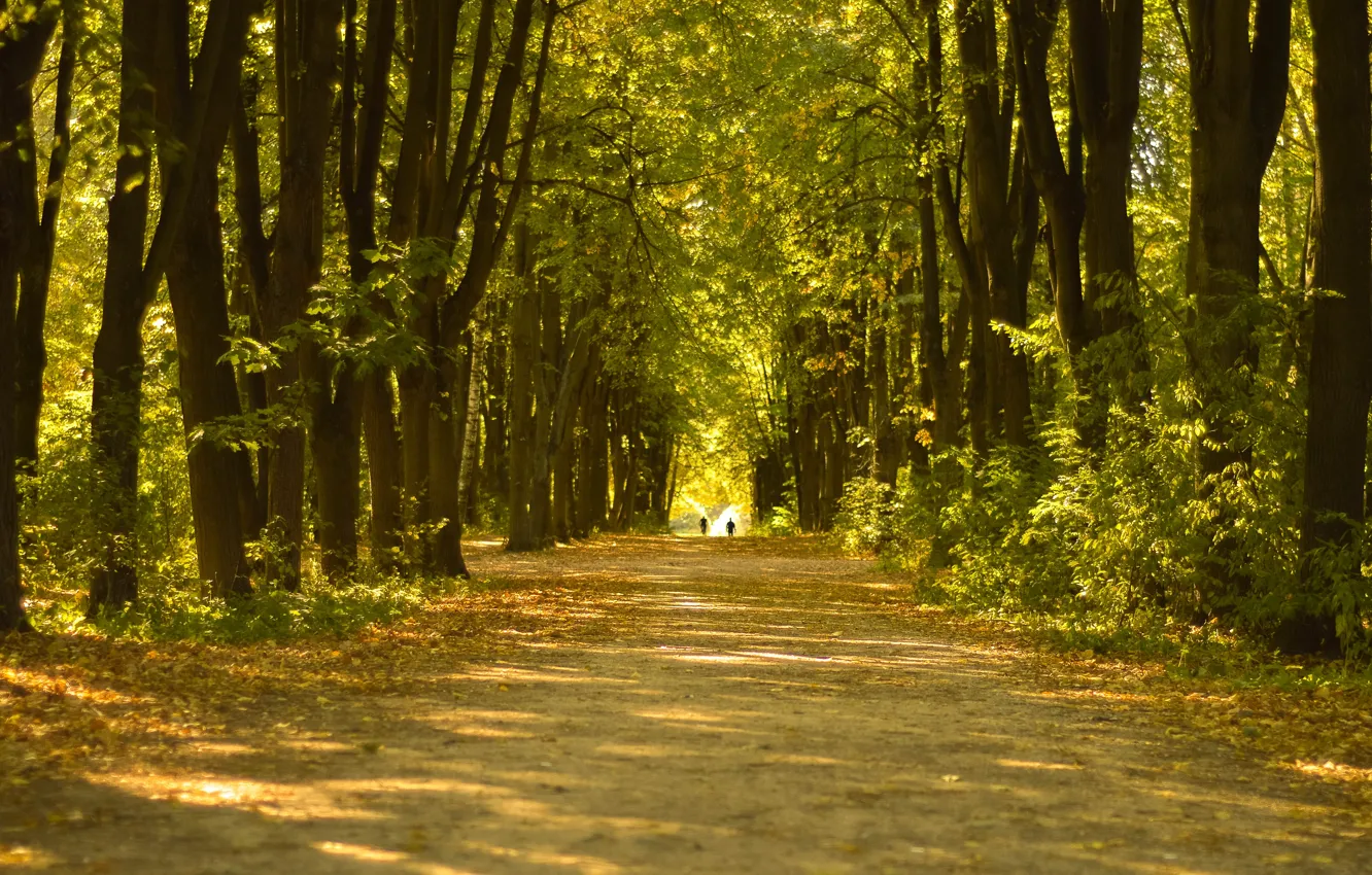 Photo wallpaper Nature, Road, Autumn, Trees, Fall, Autumn, Forest, Trees