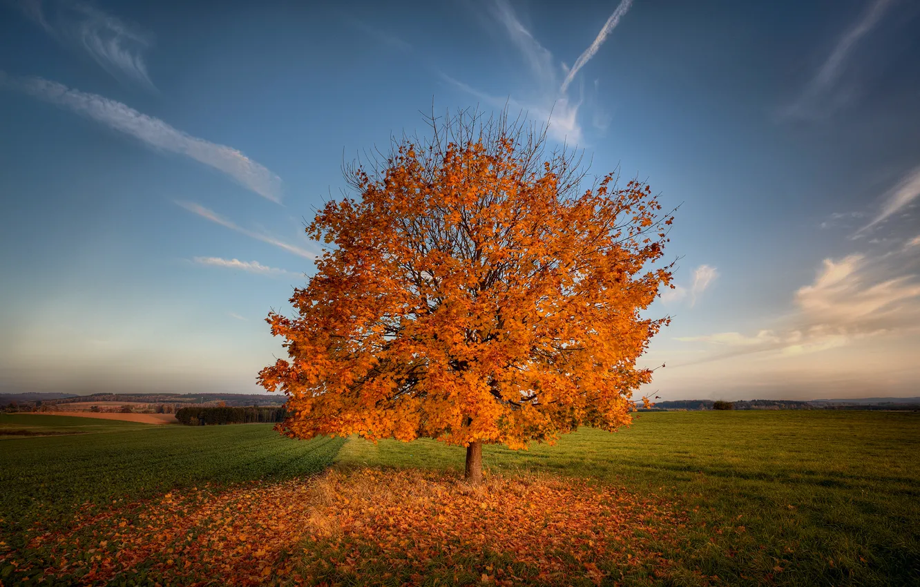 Photo wallpaper field, autumn, nature, tree, foliage, field