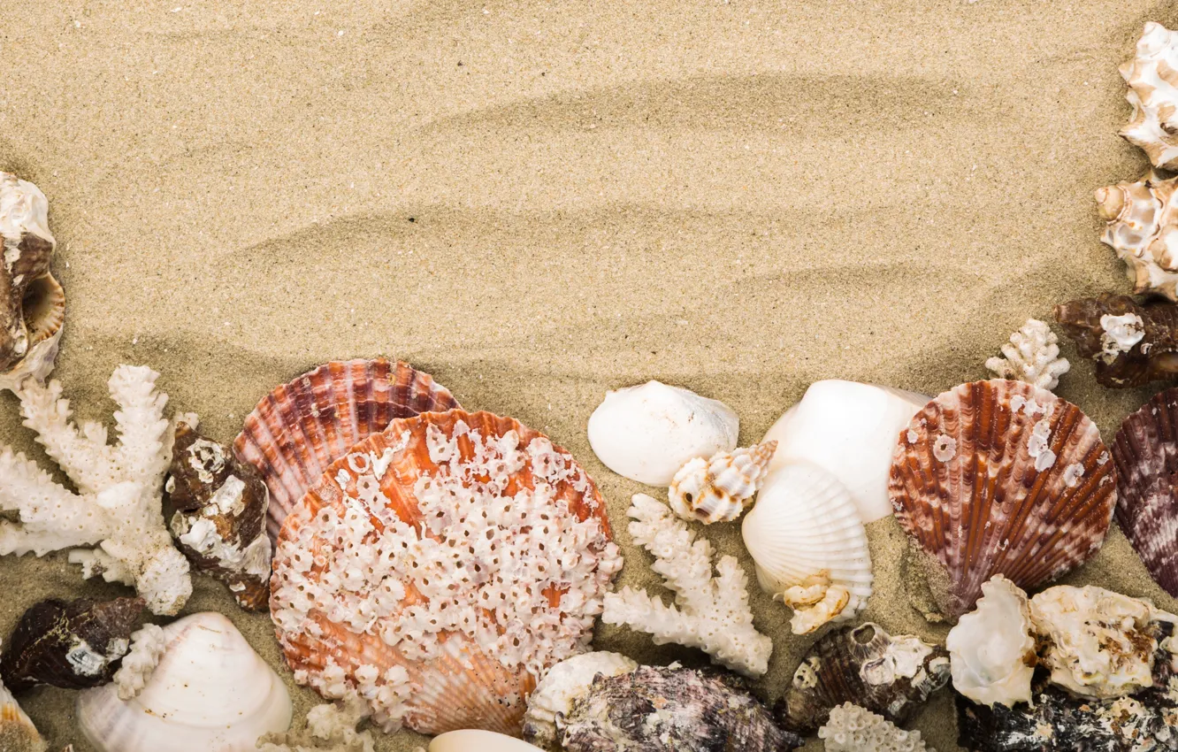 Photo wallpaper sand, beach, nature, shell, Mare