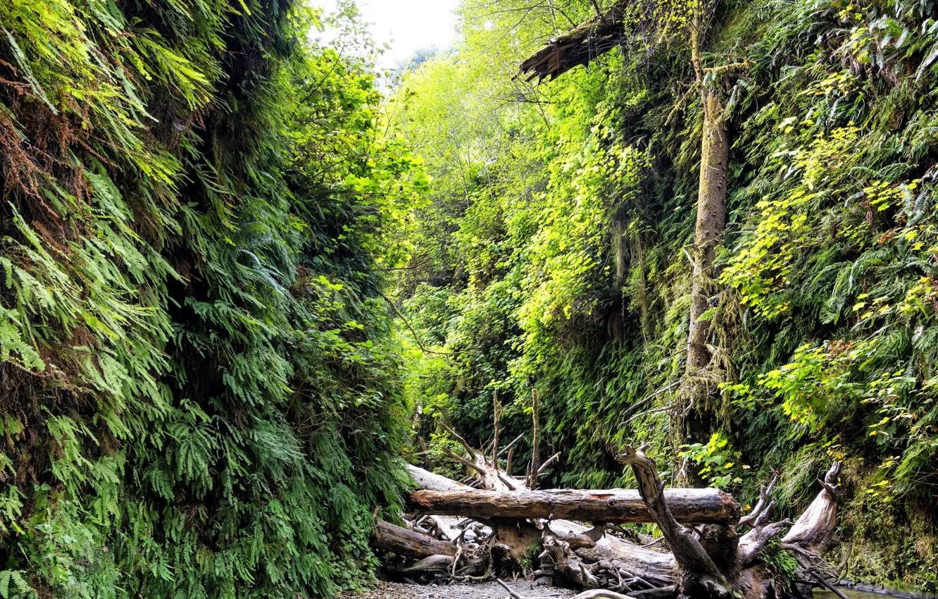 Photo wallpaper greens, nature, plant