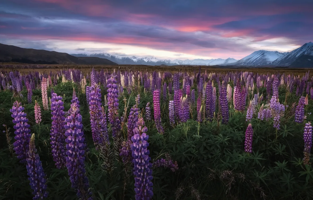 Photo wallpaper flowers, mountains, New Zealand, meadow, New Zealand, Lake Tekapo, lupins, Southern Alps