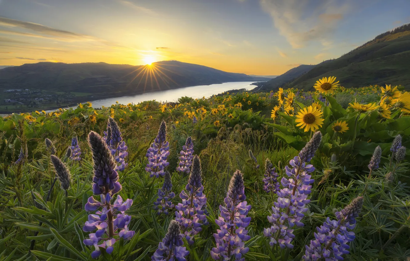 Photo wallpaper field, summer, the sky, grass, the sun, clouds, rays, light