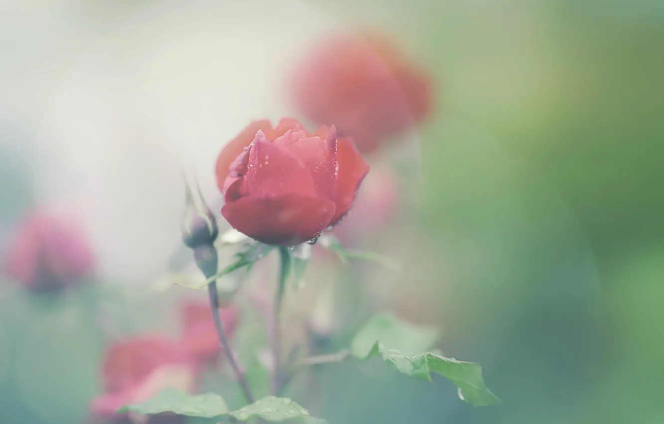 Photo wallpaper flowers, background, roses