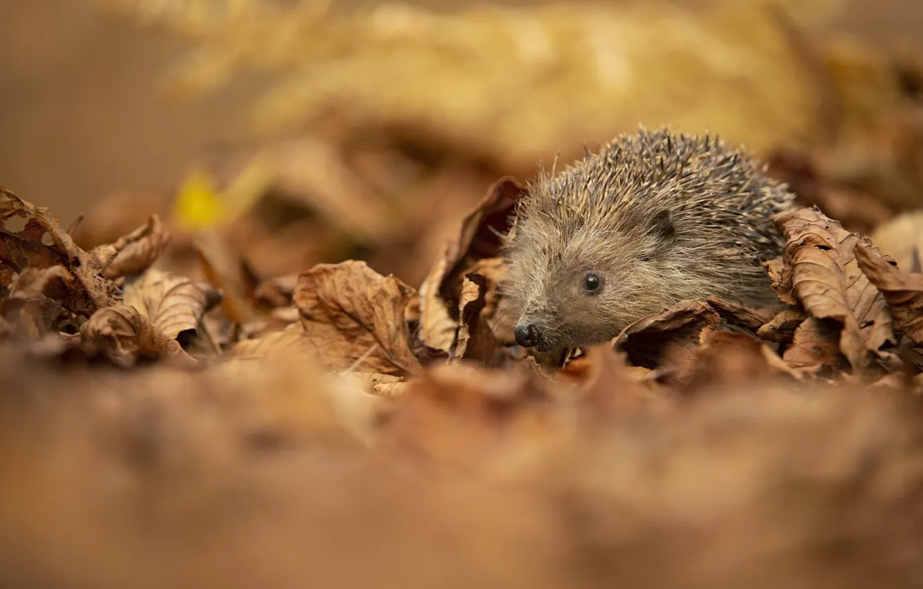 Photo wallpaper autumn, look, leaves, nature, foliage, muzzle, hedgehog, bokeh