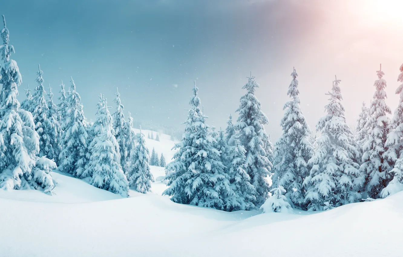 Photo wallpaper winter, forest, snow, snowflakes, tree, nature, winter, snow