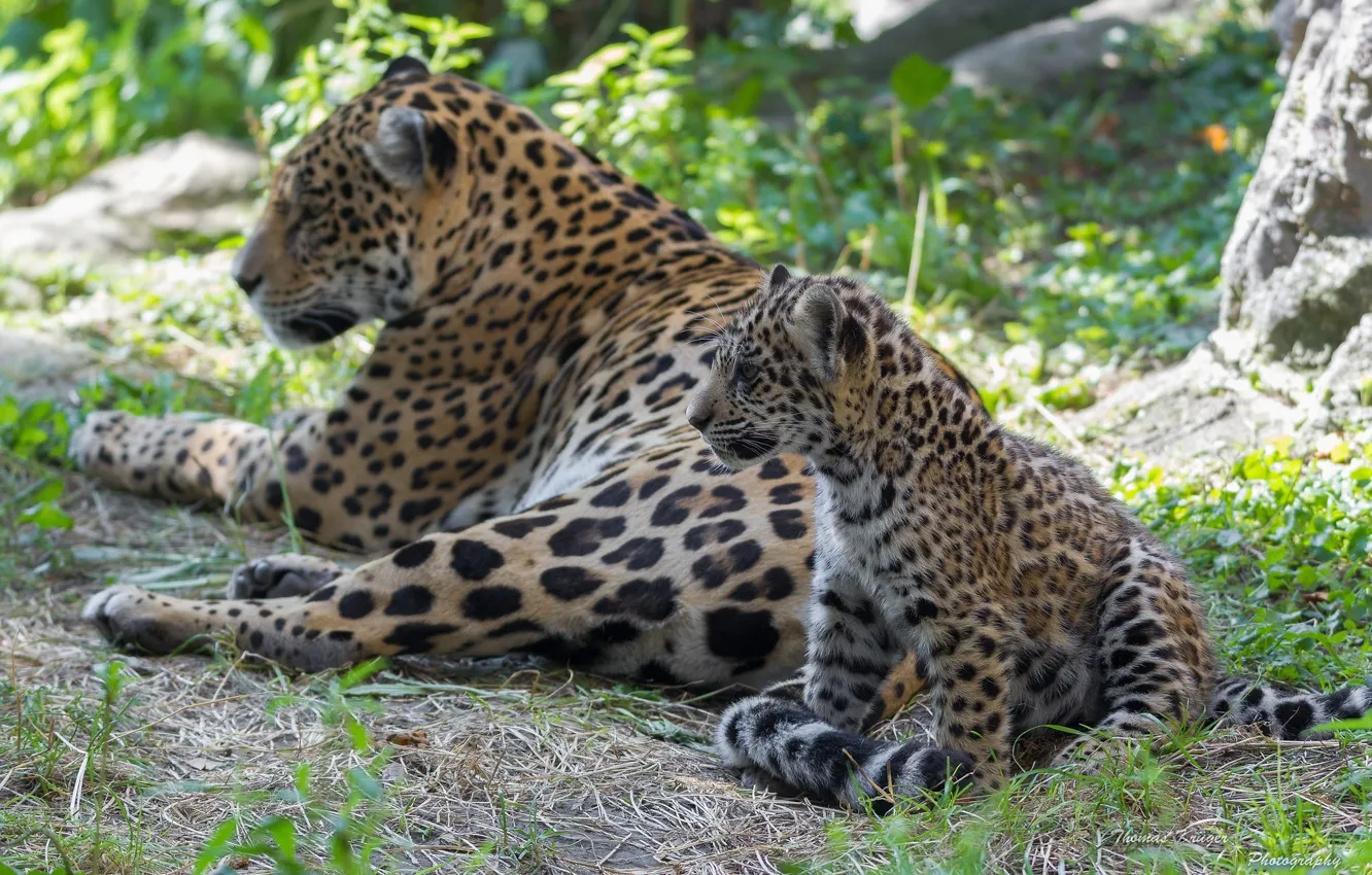 Photo wallpaper predator, family, pair, Jaguar, cub, wild cats, mom