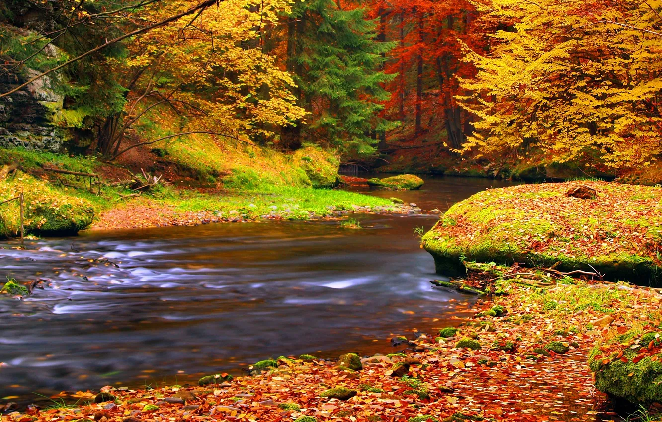 Photo wallpaper autumn, forest, leaves, river, autumn, leaves