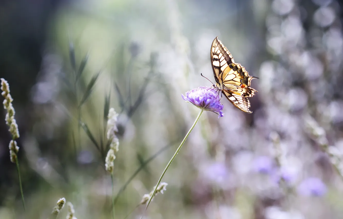 Photo wallpaper summer, flowers, butterfly