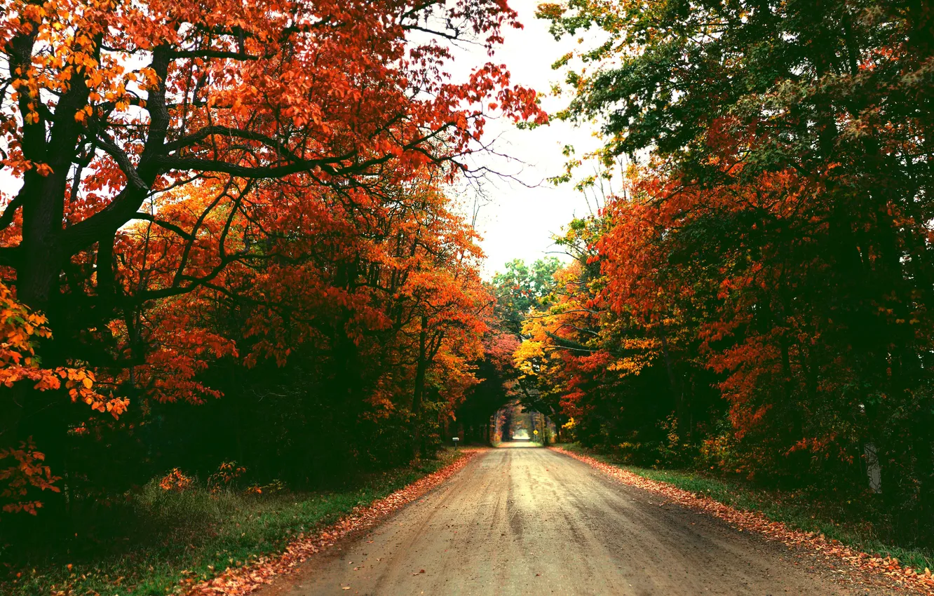 Photo wallpaper road, autumn, the sky, leaves, trees