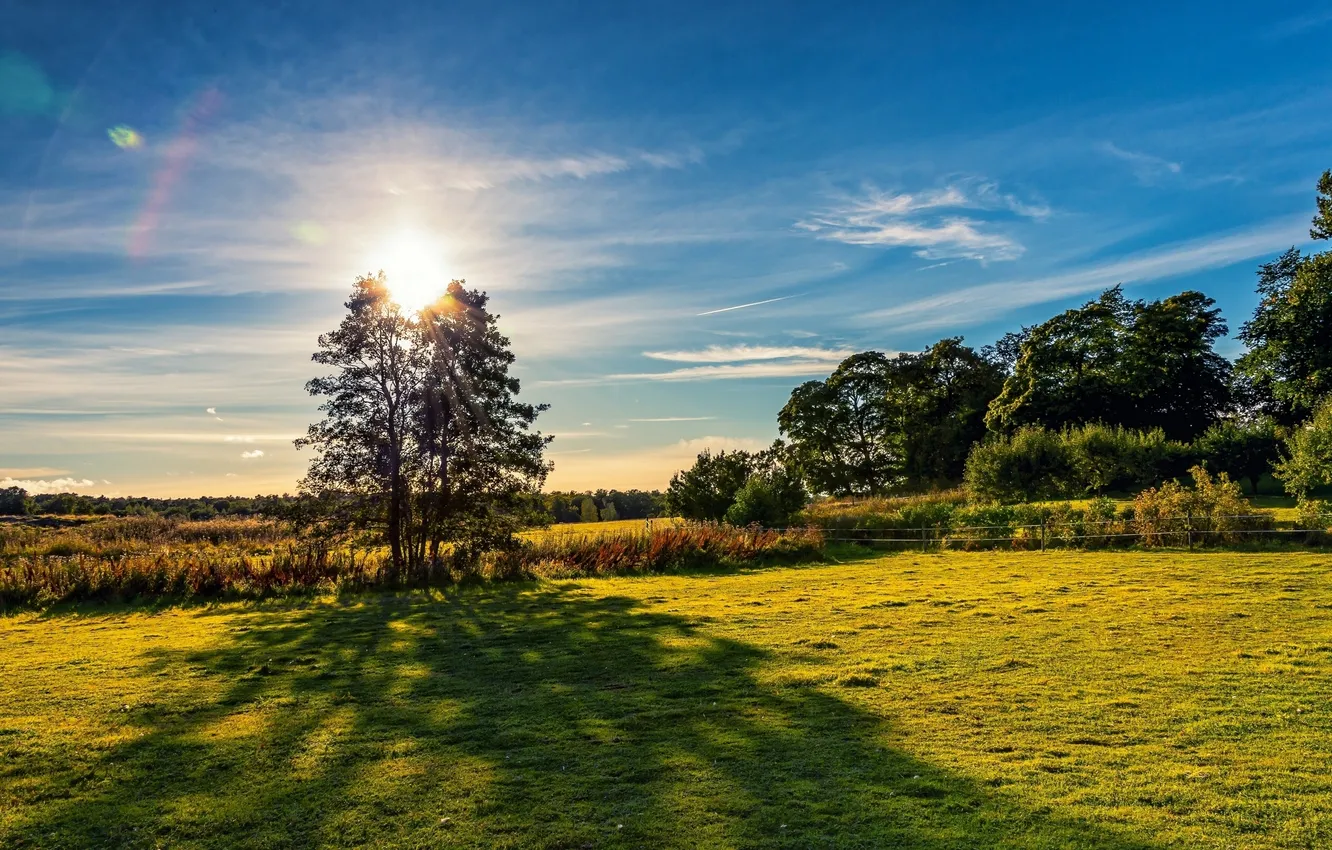 Photo wallpaper field, trees, Finland, Finland