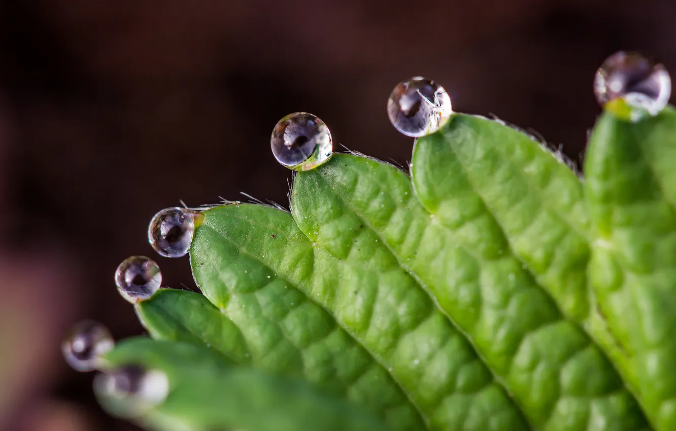 Photo wallpaper leaves, water, drops, nature, Rosa