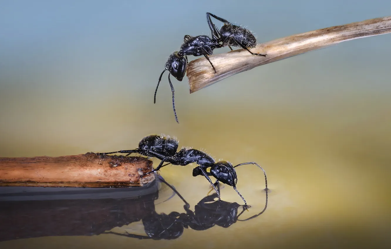 Photo wallpaper macro, nature, ants