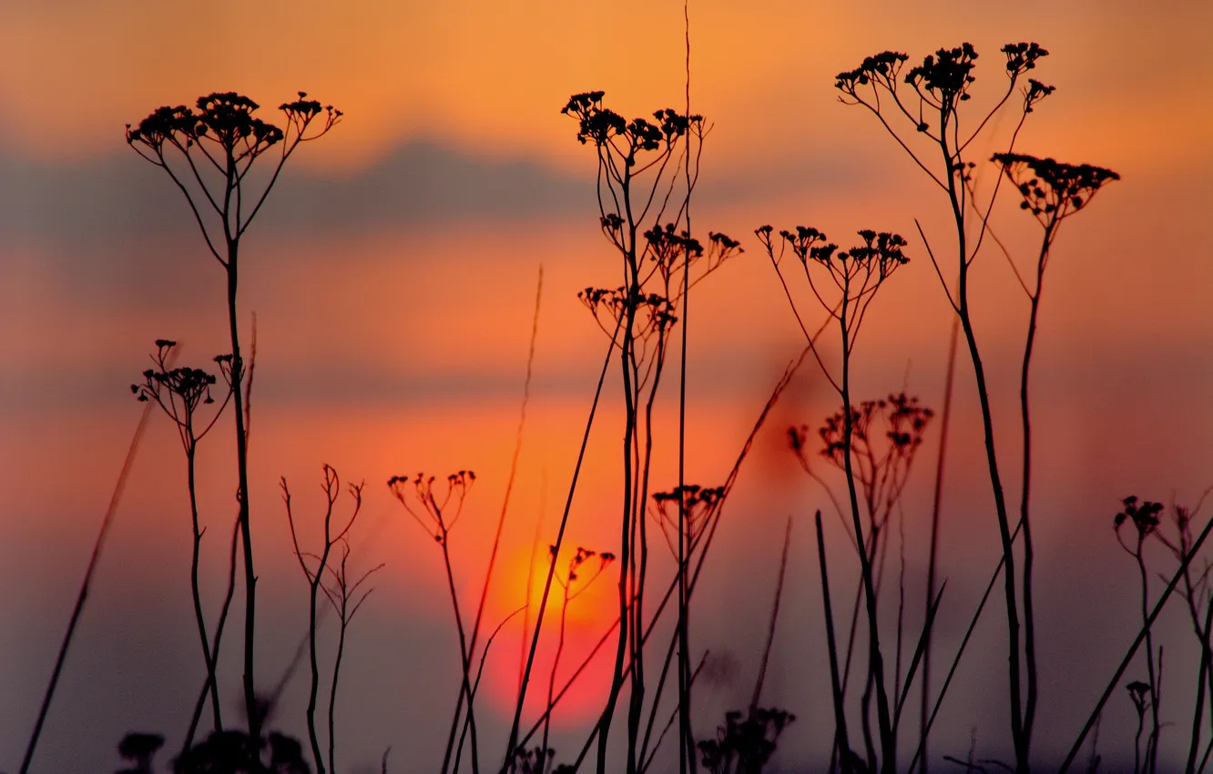 Photo wallpaper the sky, clouds, sunset, plant, the evening, silhouette