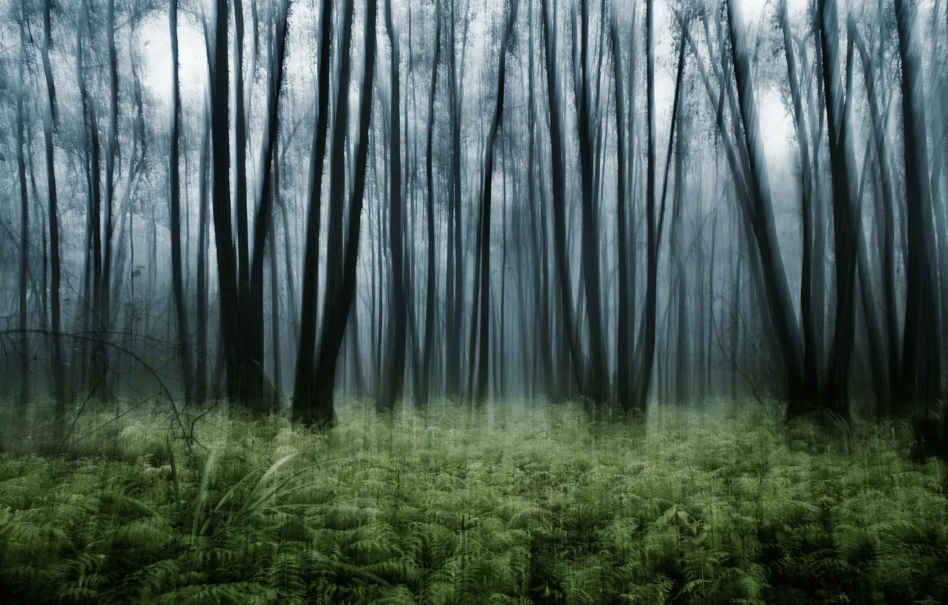 Photo wallpaper forest, trees, nature, thickets, effect, fern, nature