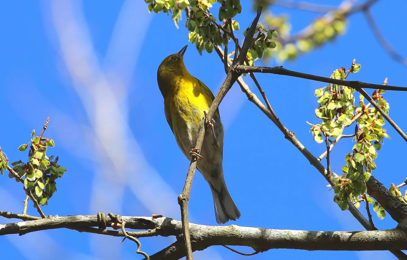Photo wallpaper the sky, trees, branches, bird