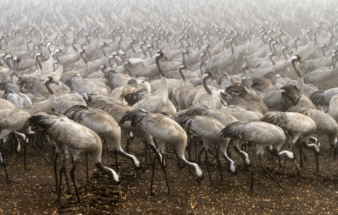Photo wallpaper birds, fog, Cranes