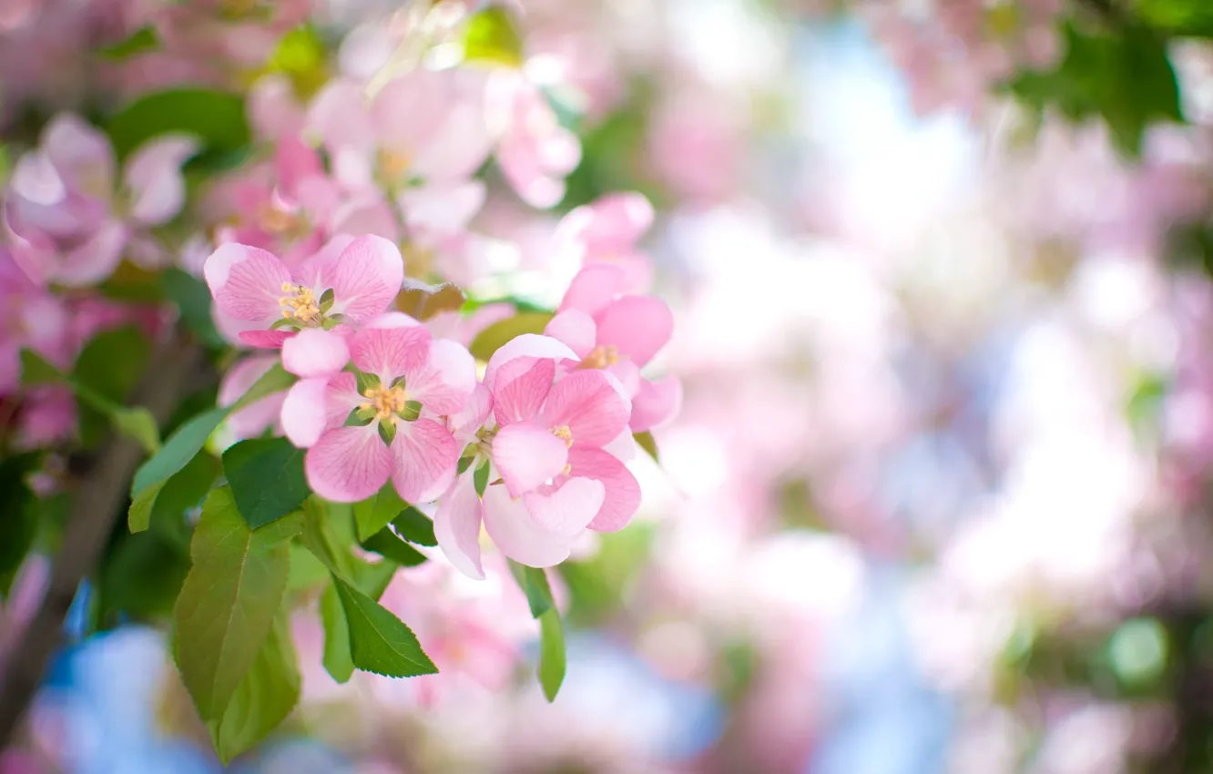 Photo wallpaper flowers, branch, petals, blur, pink