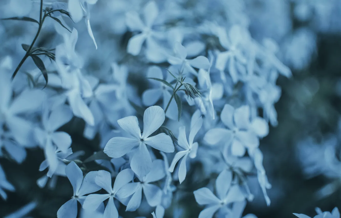Photo wallpaper macro, flowers, blue, Bush, bouquet, spring, pot, flowering