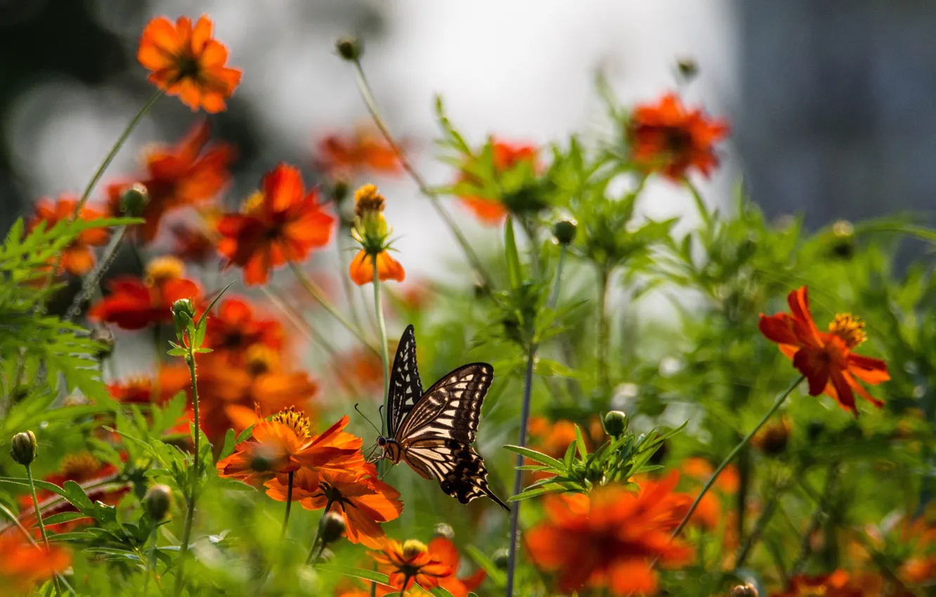 Photo wallpaper flowers, nature, butterfly