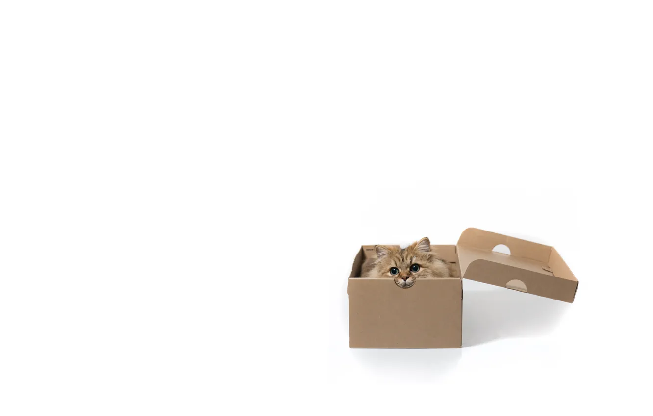 Photo wallpaper cat, box, minimalism, white background, Daisy, © Benjamin Torode