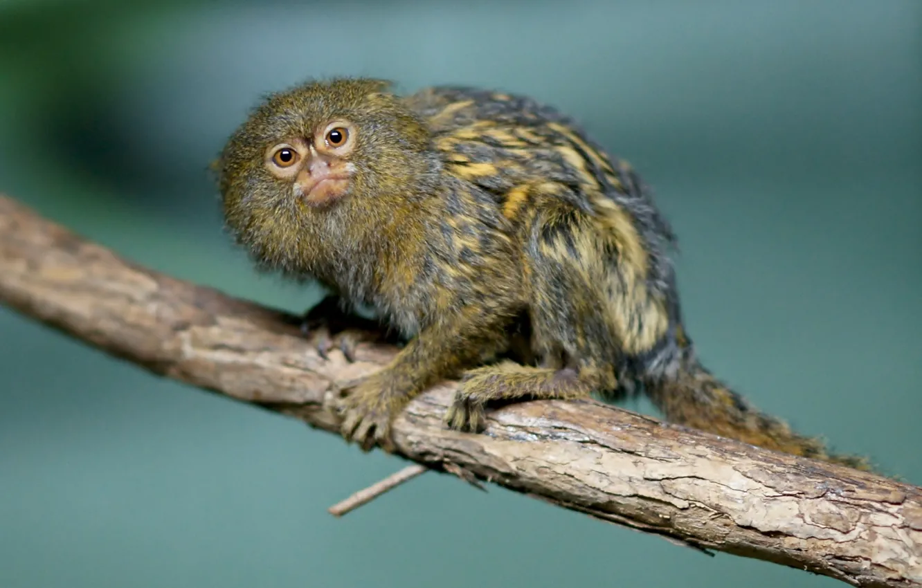 Photo wallpaper eyes, wool, the primacy of, Dwarf, marmosets
