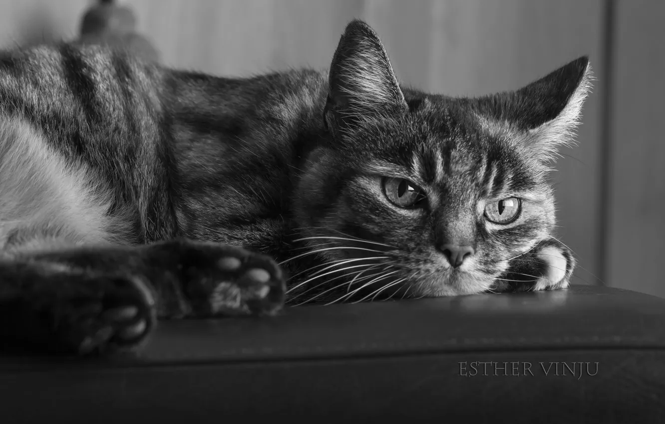 Photo wallpaper cat, cat, black and white, lies