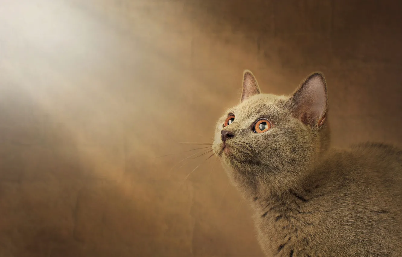 Photo wallpaper cat, look, light, kitty, grey, background, portrait, face