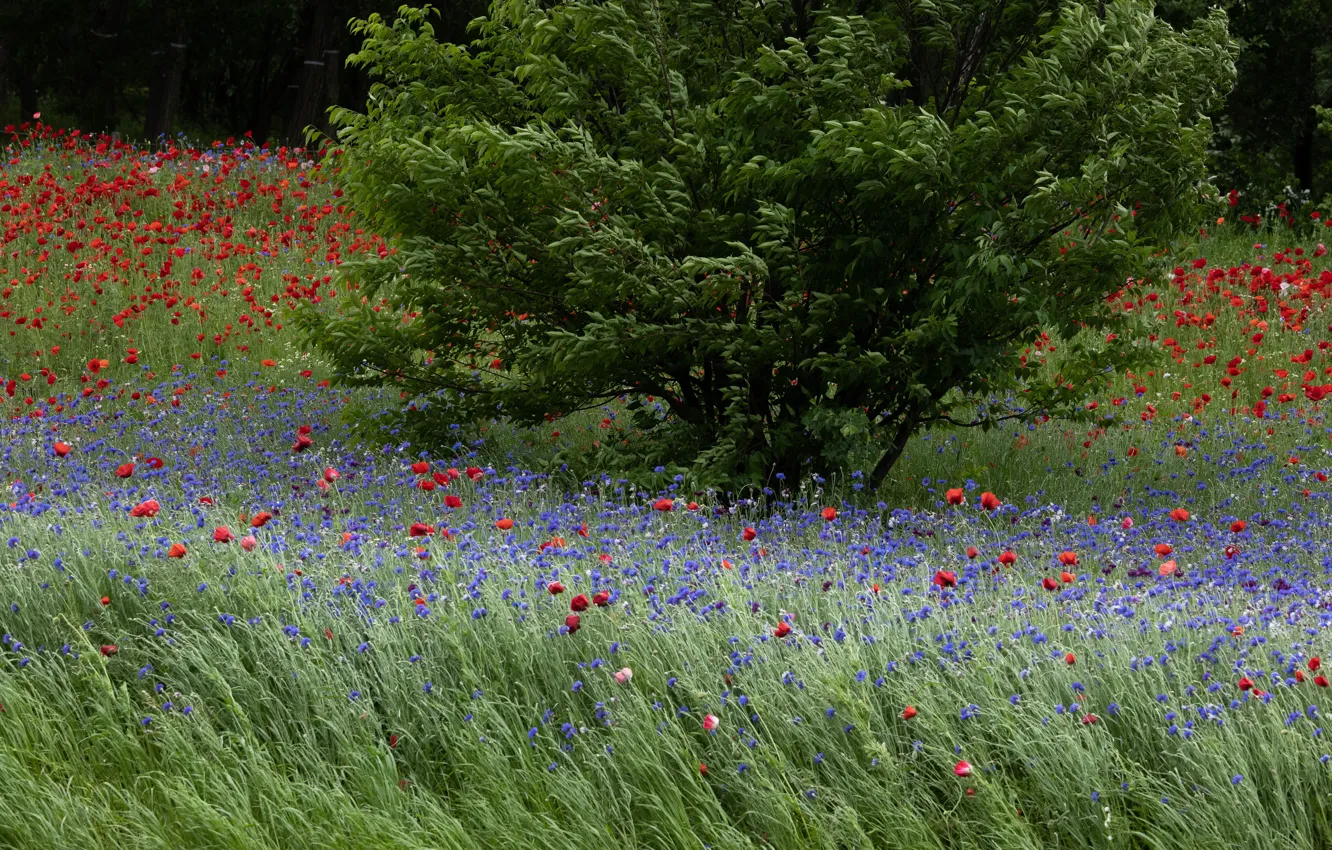 Photo wallpaper red, flowers, nature, the bushes, foliage, meadow, Maki, summer