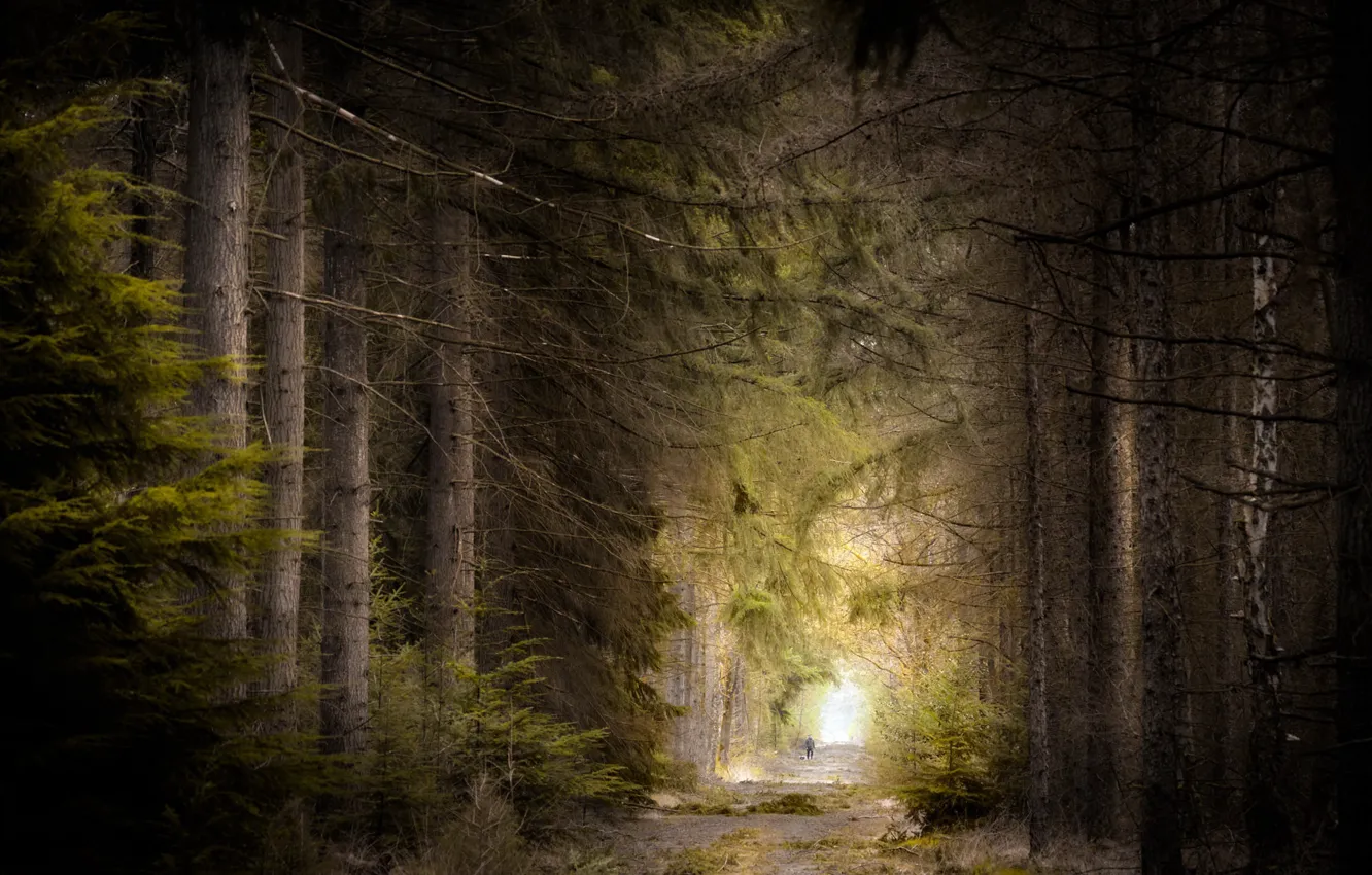 Photo wallpaper road, forest, nature, people