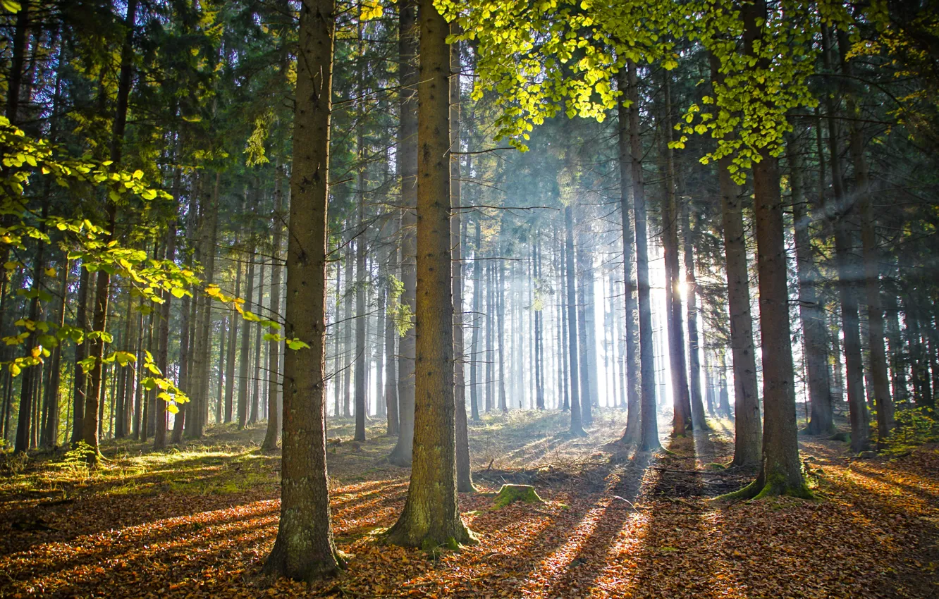 Photo wallpaper forest, light, fog, pine