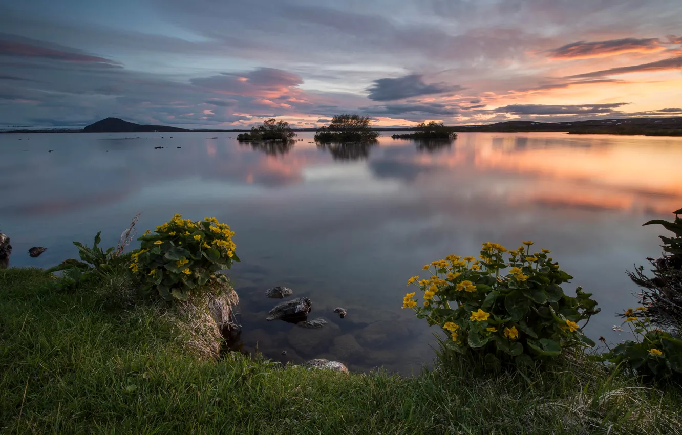 Photo wallpaper summer, flowers, lake, dawn, calm