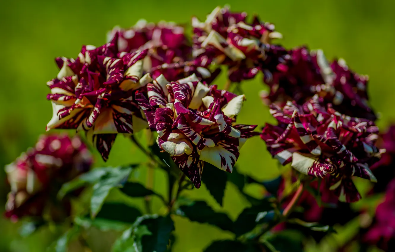 Photo wallpaper summer, flowers, roses, The gibberish
