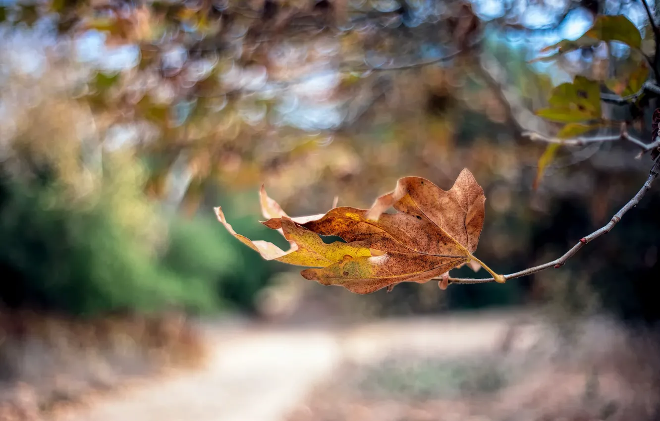 Photo wallpaper autumn, sheet, branch