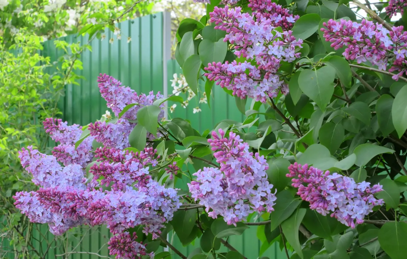 Photo wallpaper flowers, lilac, lilac, spring 2018, Mamala ©