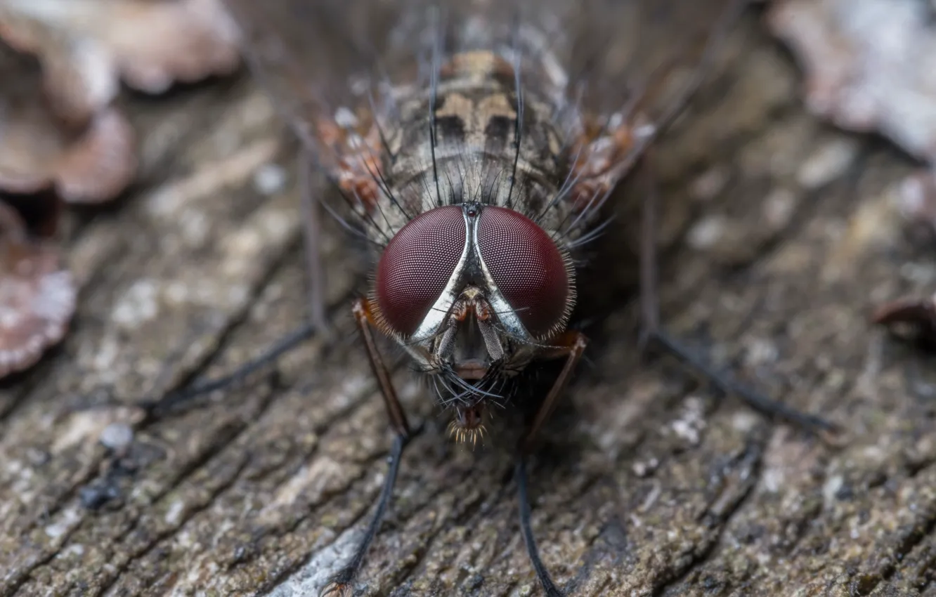 Photo wallpaper macro, nature, fly