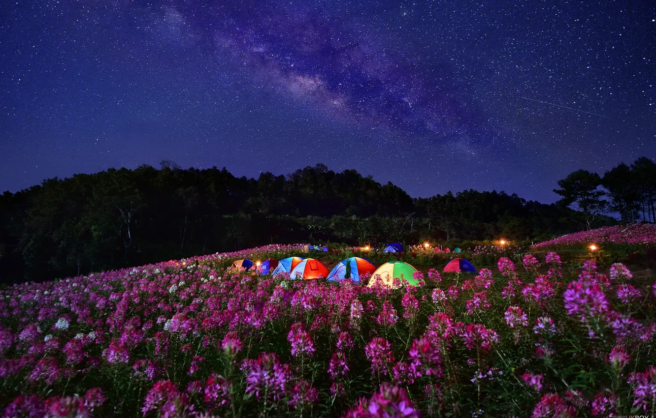 Photo wallpaper flowers, night, meadow, tents