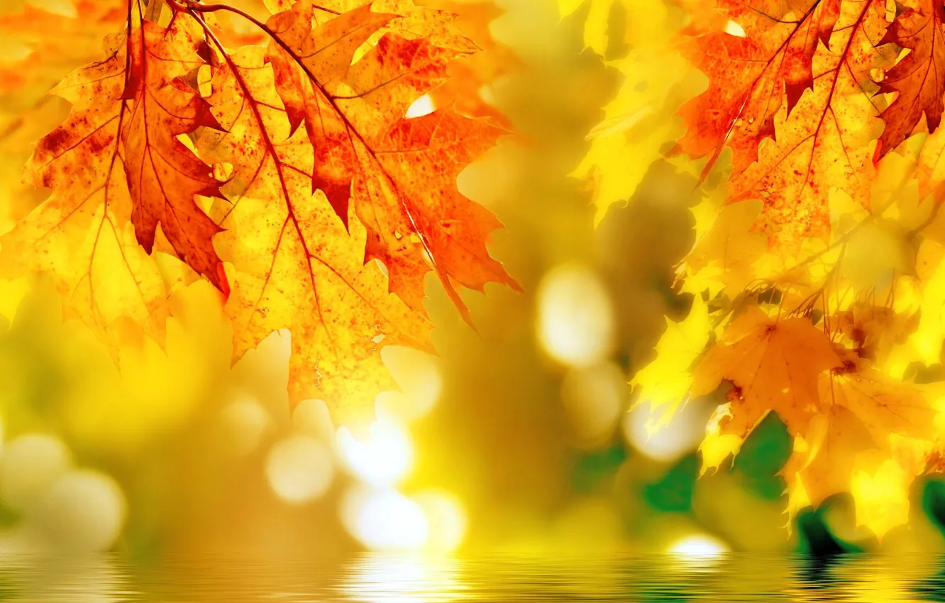 Photo wallpaper autumn, leaves, color, maple