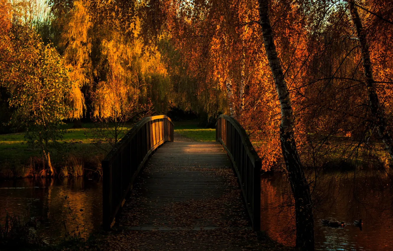 Photo wallpaper autumn, bridge, pond, Park, duck