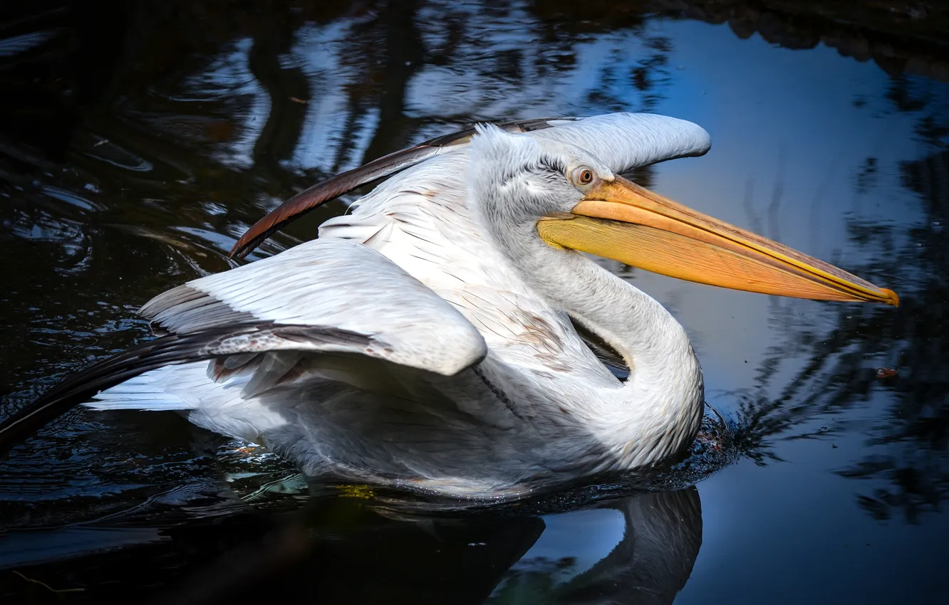 Photo wallpaper water, nature, reflection, bird, wings, beak, pond, blue background