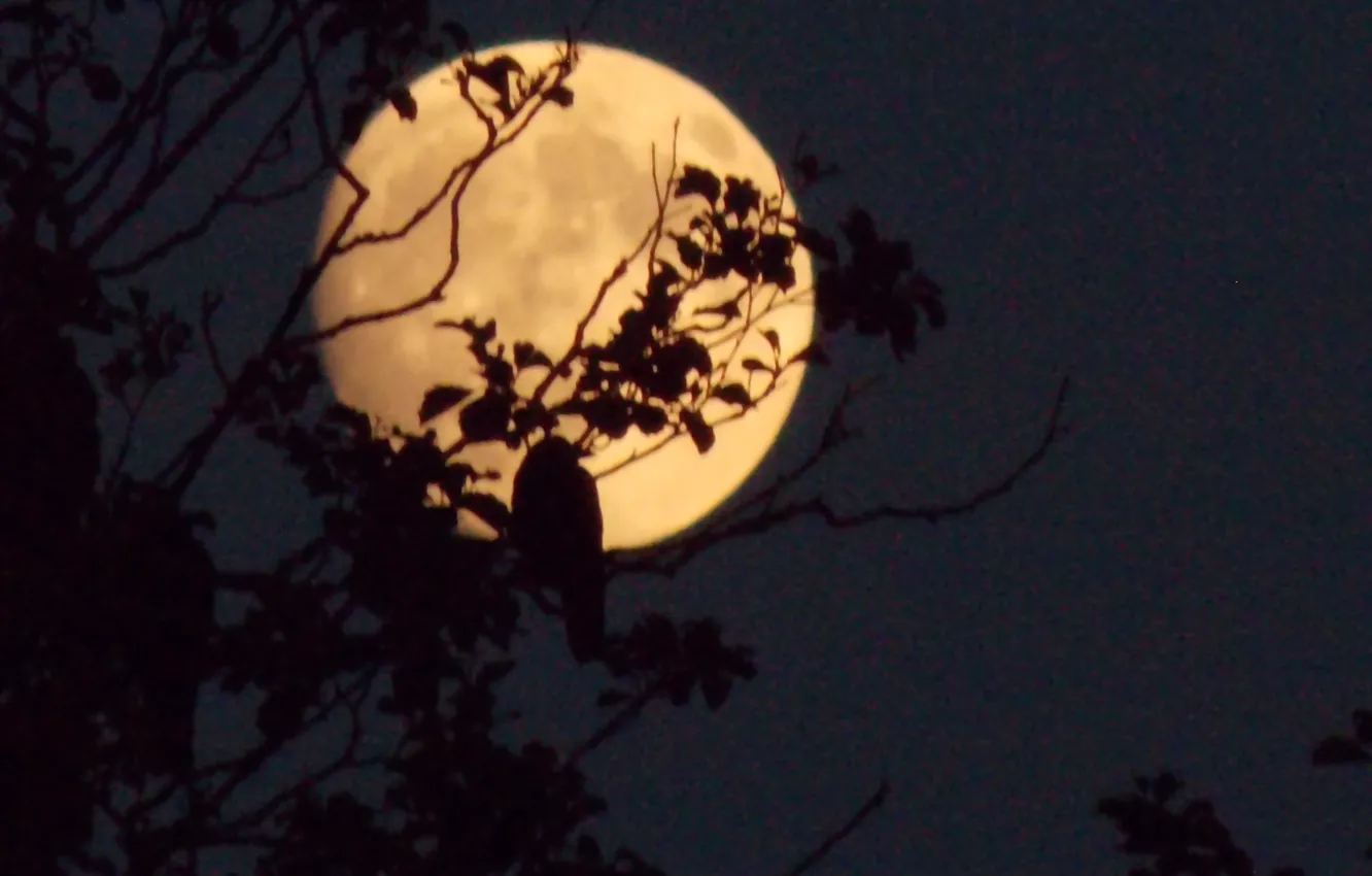Photo wallpaper the sky, trees, night, branches, nature, bird, the moon, the full moon