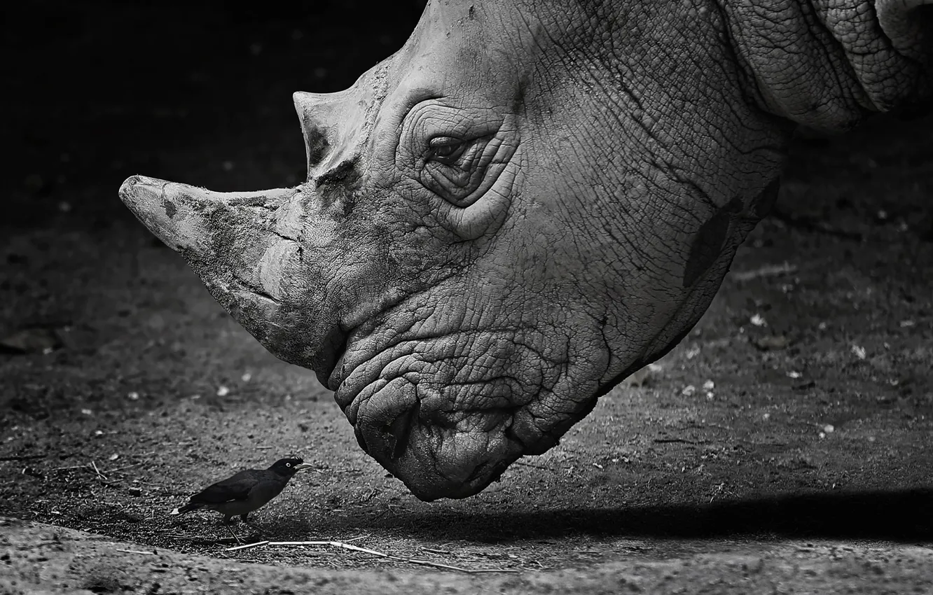 Photo wallpaper white, black, bird, rhinoceros