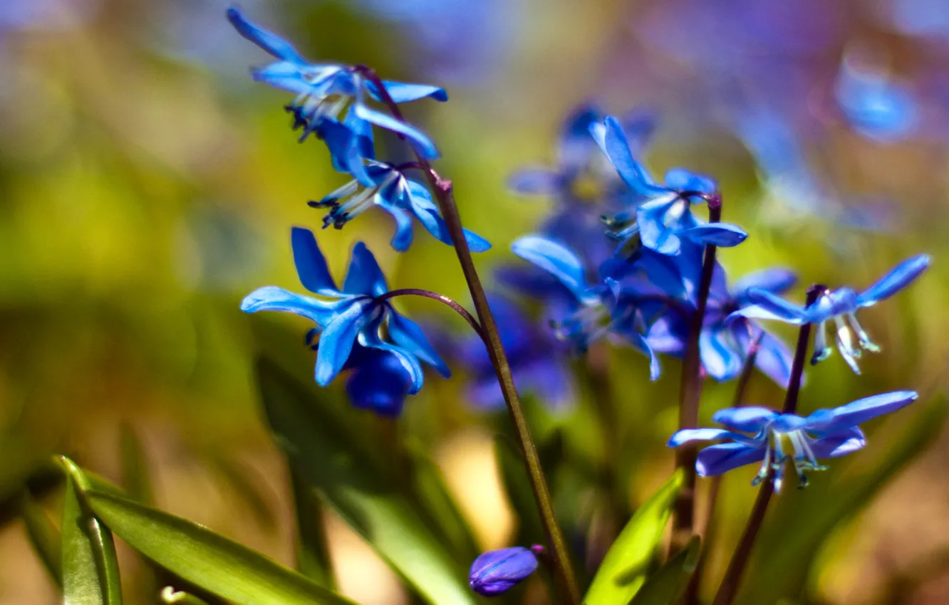 Photo wallpaper macro, flowers, blue, spring, snowdrops, primrose, Scilla, Scilla