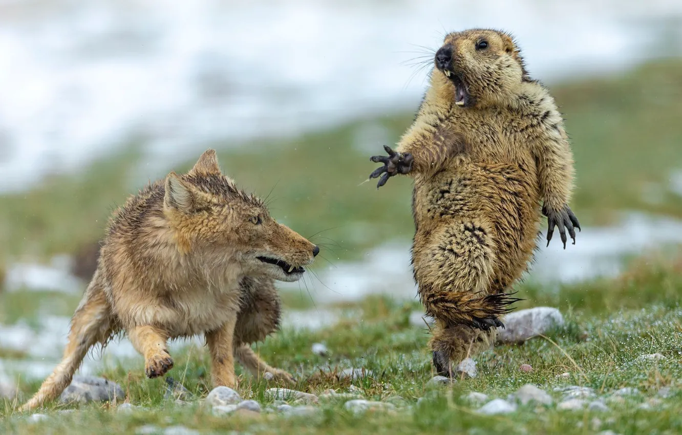 Photo wallpaper grass, Fox, fox, marmot, Yongqing Bao, marmot, what!