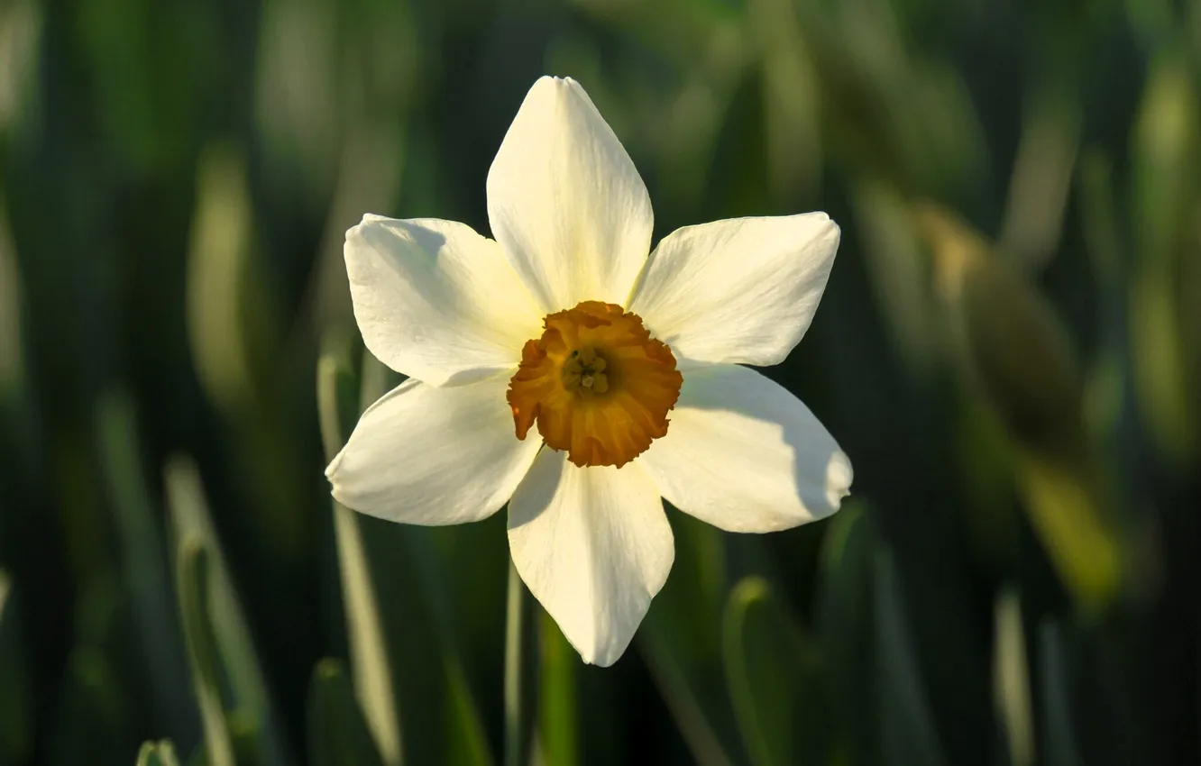 Photo wallpaper field, white, flowers, daffodils