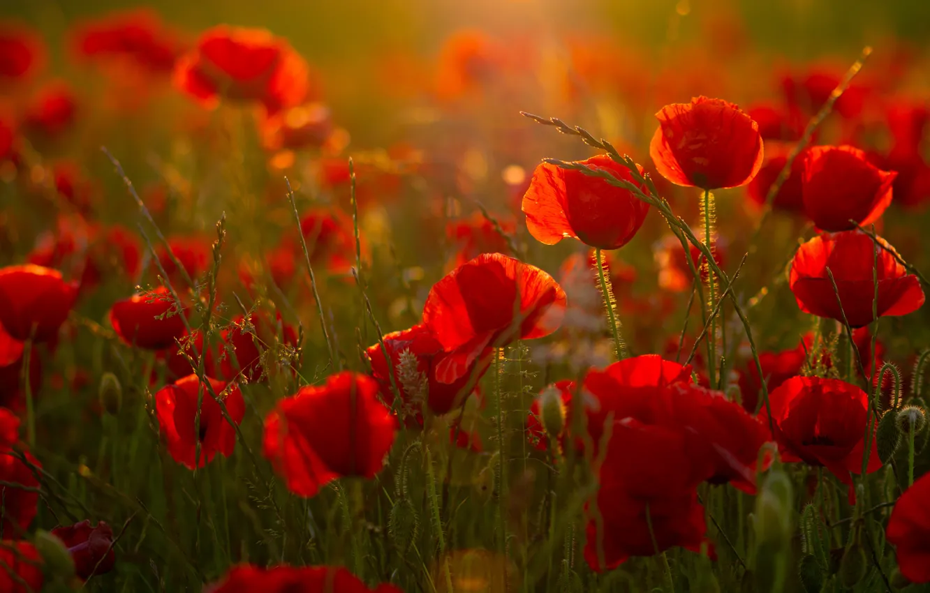 Photo wallpaper red, flowers, a lot, light, poppy field, Maki