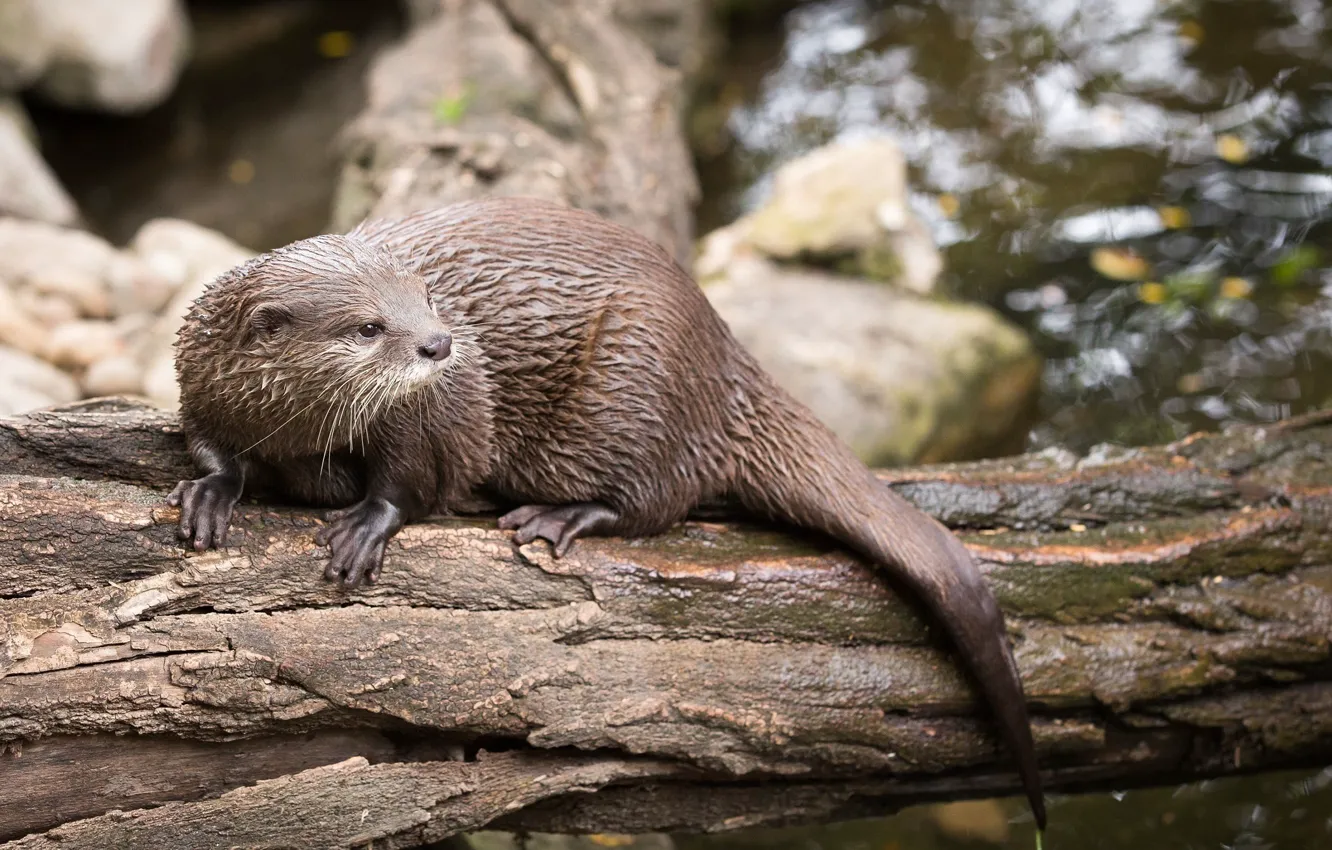 Photo wallpaper predator, muzzle, log, pond, otter