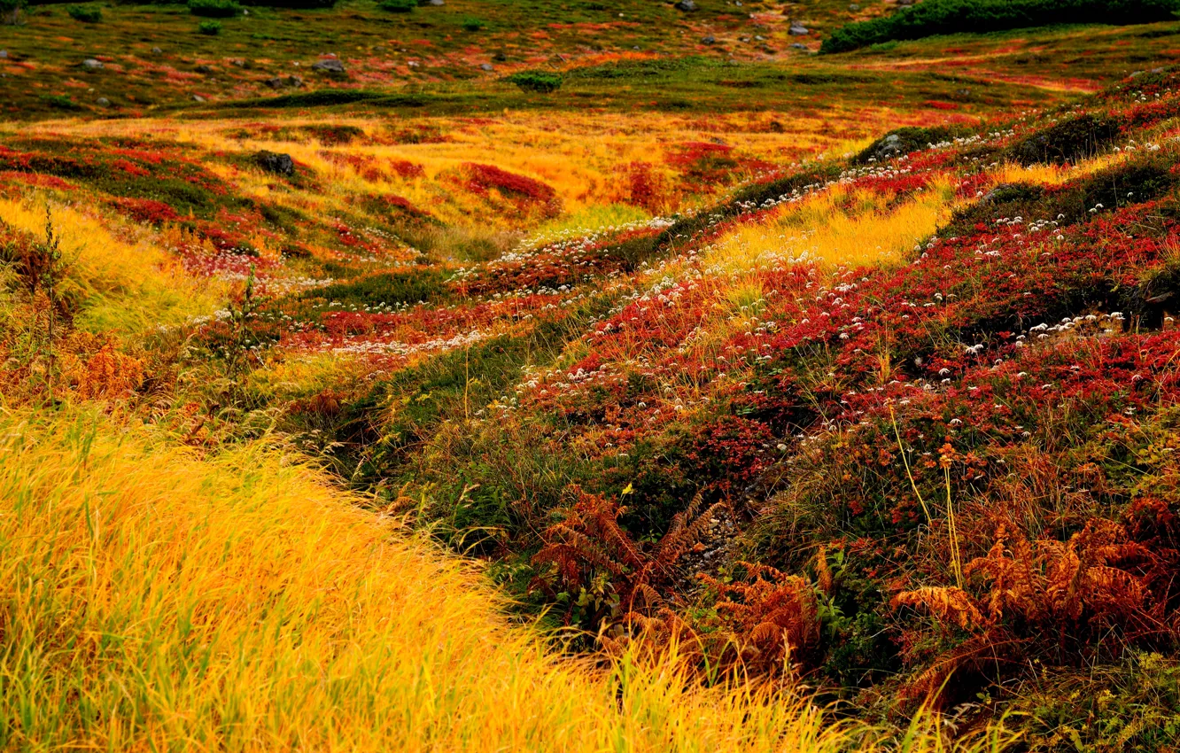 Photo wallpaper grass, flowers, landscape, Japan, Hokkaido, Following